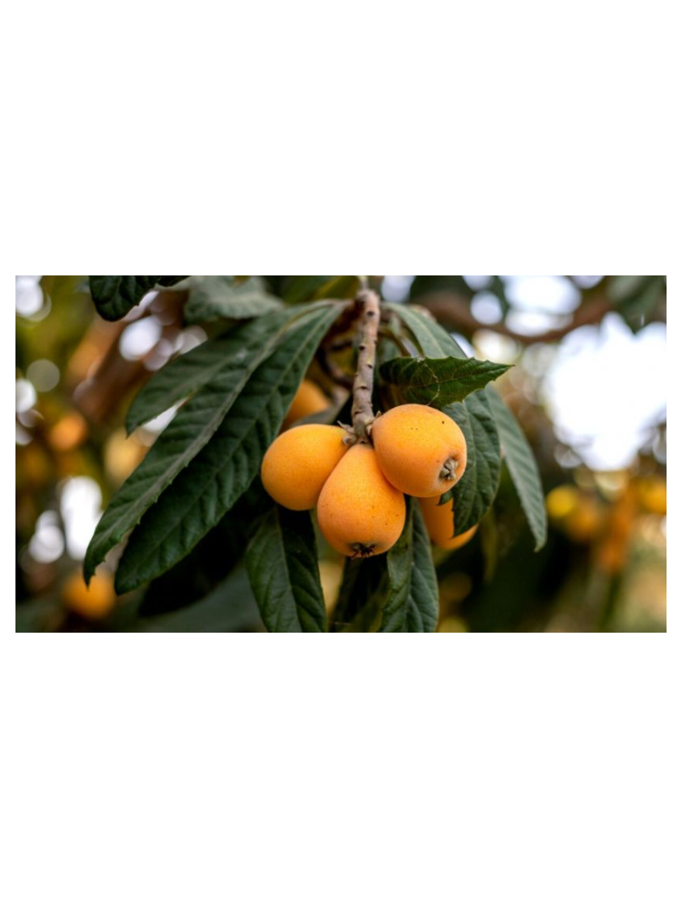 Compra de árbol Níspero - Animales y Huerto Compra de árbol Níspero - Animales y Huerto