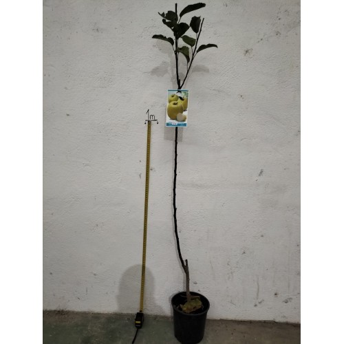 Planta frutal Manzano Golden