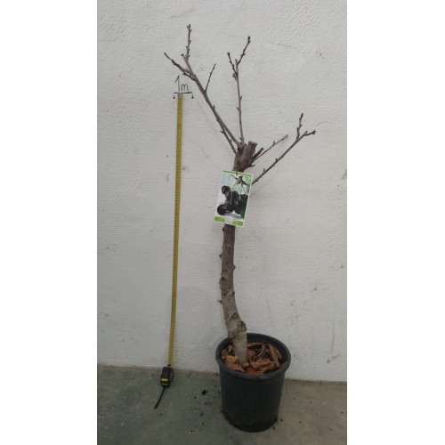 Comprar planta Cerezo Burlat