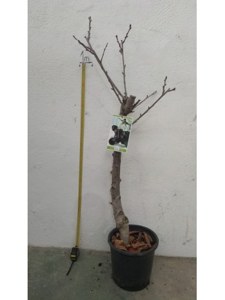 Comprar planta Cerezo Burlat