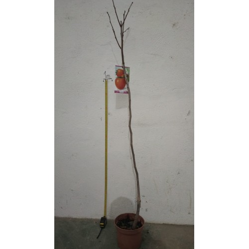 Planta frutal Caqui