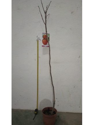 Planta frutal Caqui
