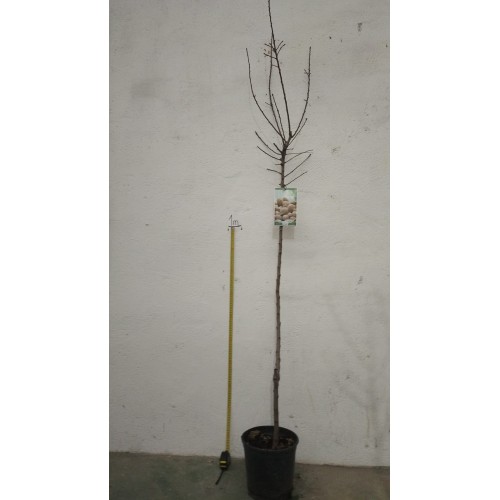 Comprar Almendro Belona