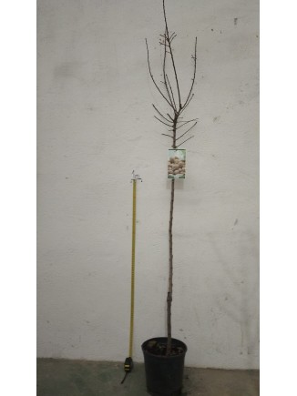 Comprar Almendro Belona