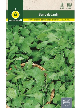 Semilla de Berro de Jardin