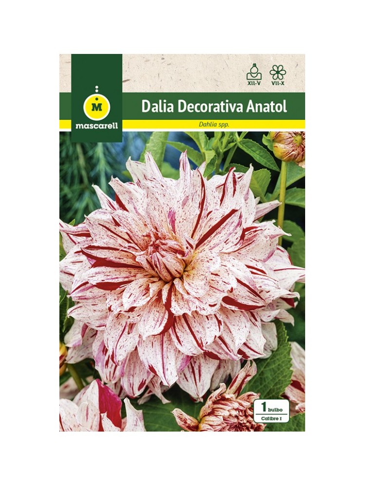 Dalia Decorativa Anatol Dalia Decorativa Anatol