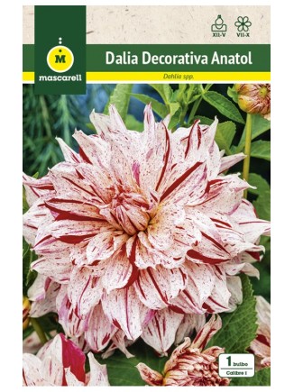 Dalia Decorativa Anatol