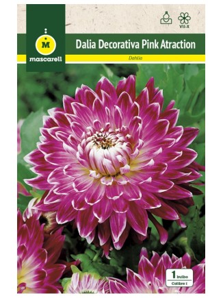 Dalia Decorativa Pink Atraction
