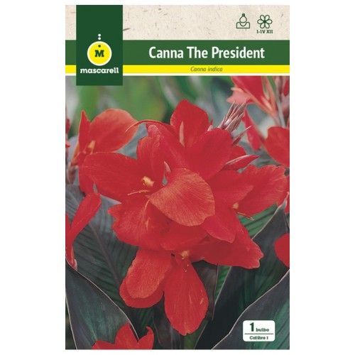 Canna Indica The President