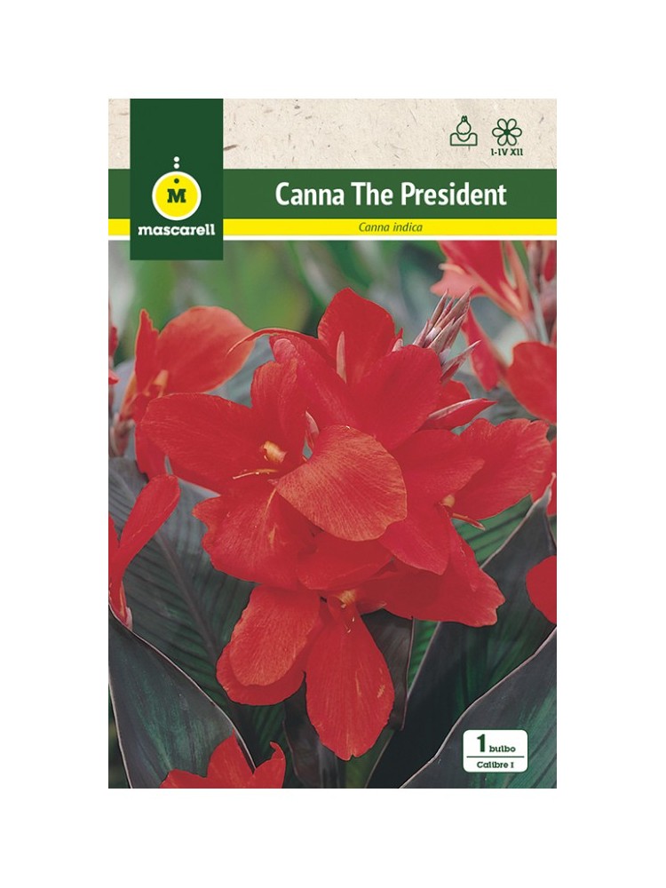 Canna Indica The President