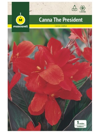 Canna Indica The President