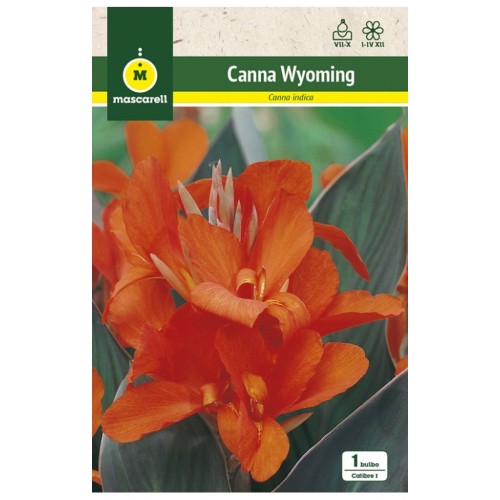 Canna Indica Wyoming