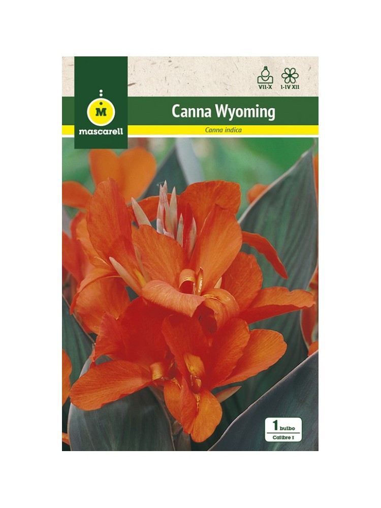 Canna Indica Wyoming