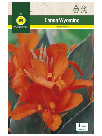 Canna Indica Wyoming