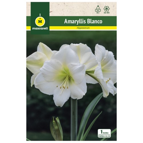 Amaryllis Blanco