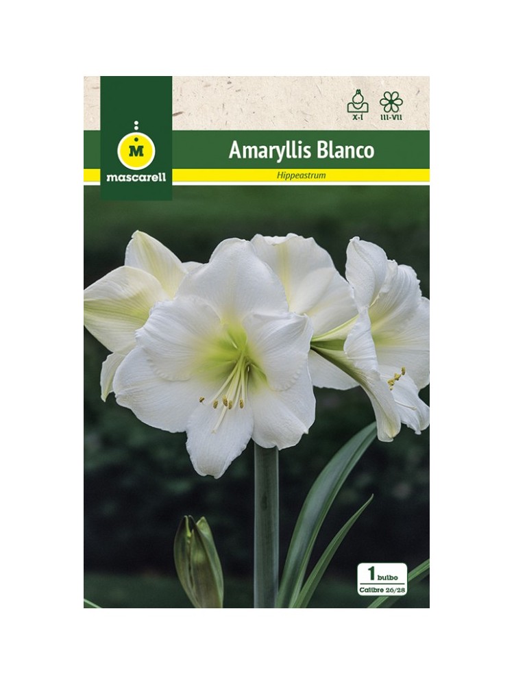 Amaryllis Blanco