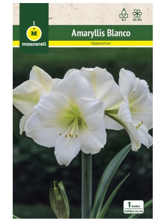 Amaryllis Blanco