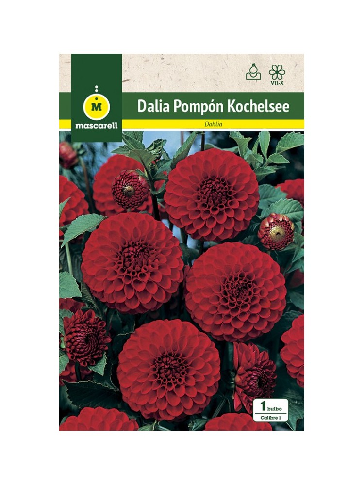 Dalia Pompon Kochelsee