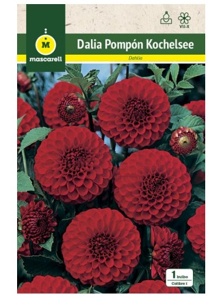 Dalia Pompon Kochelsee