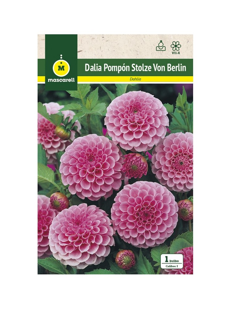 Dalia Pompon Stolze von Berlin Dalia Pompon Stolze von Berlin