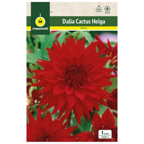 Dalia Cactus Helga