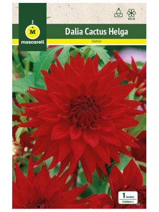 Dalia Cactus Helga