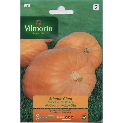 Semillas de Calabaza Atlantic Giant