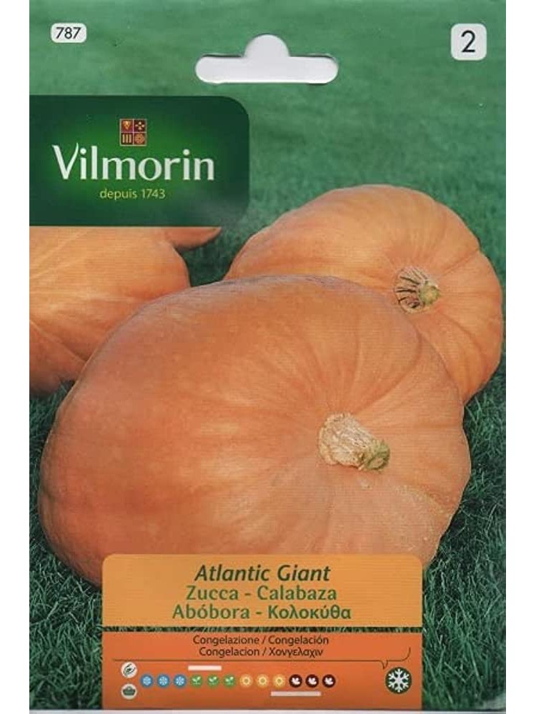 Semillas de Calabaza Atlantic Giant