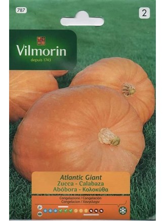 Semillas de Calabaza Atlantic Giant