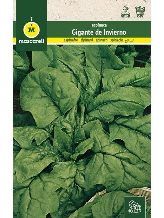 Semillas de Espinaca Gigante de Invierno 25g