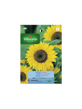 Semillas de Girasol de Flores Grandes