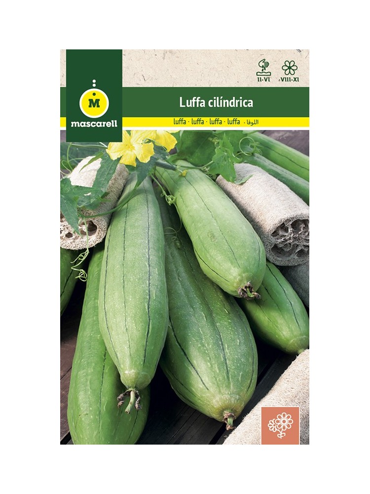 Semillas de Luffa Cilindrica