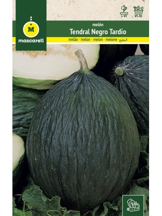 Semillas de Melon Tendral Negro Tardio 25g