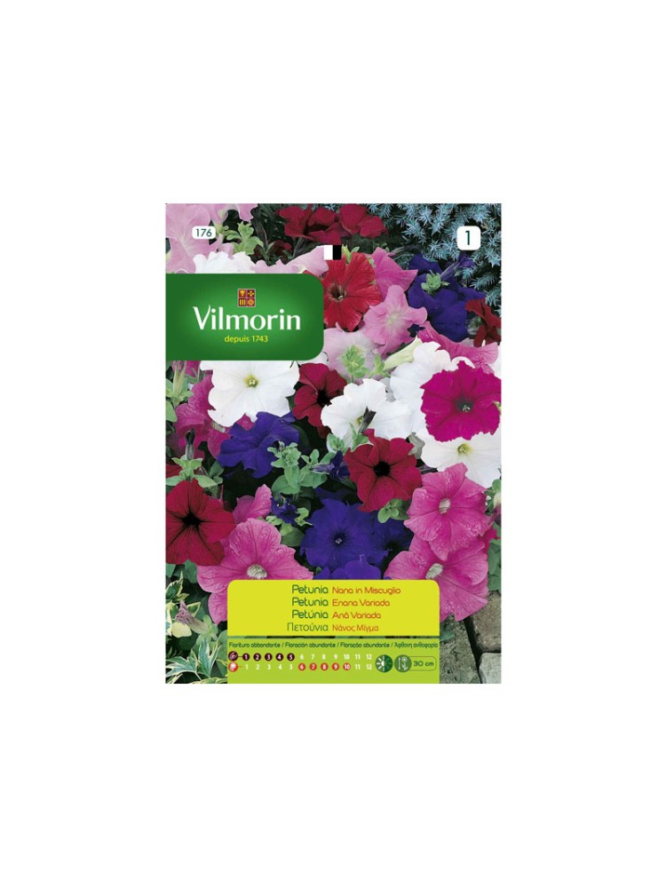 Semillas de Petunia Enana Variada Semillas de Petunia Enana Variada