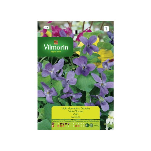 Semillas de Violeta Olorosa
