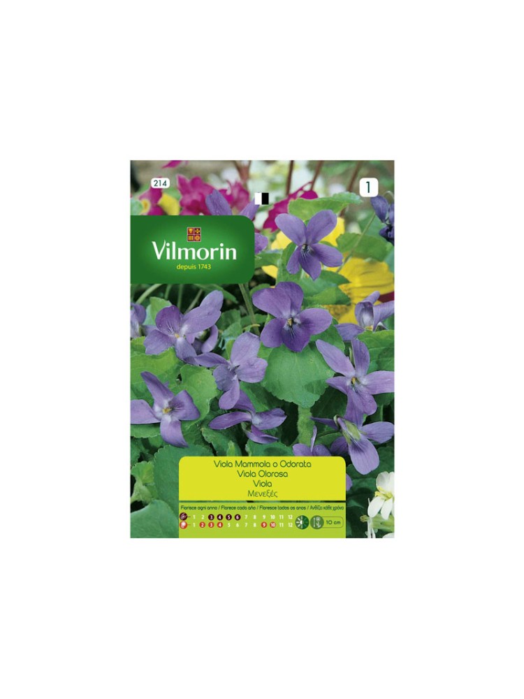 Semillas de Violeta Olorosa Semillas de Violeta Olorosa