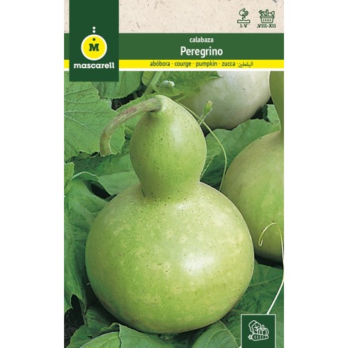 Semillas de Calabaza del Peregrino