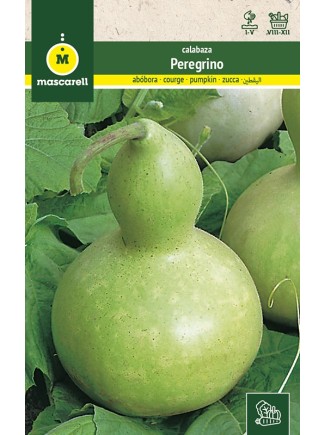 Semillas de Calabaza del Peregrino