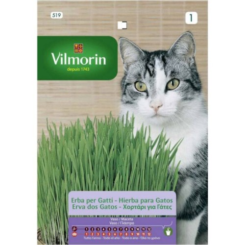 Semillas de Hierba para Gatos