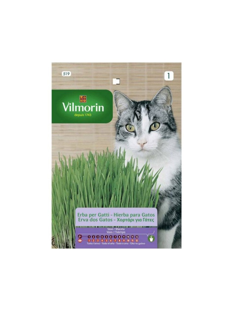 Semillas de Hierba para Gatos Semillas de Hierba para Gatos