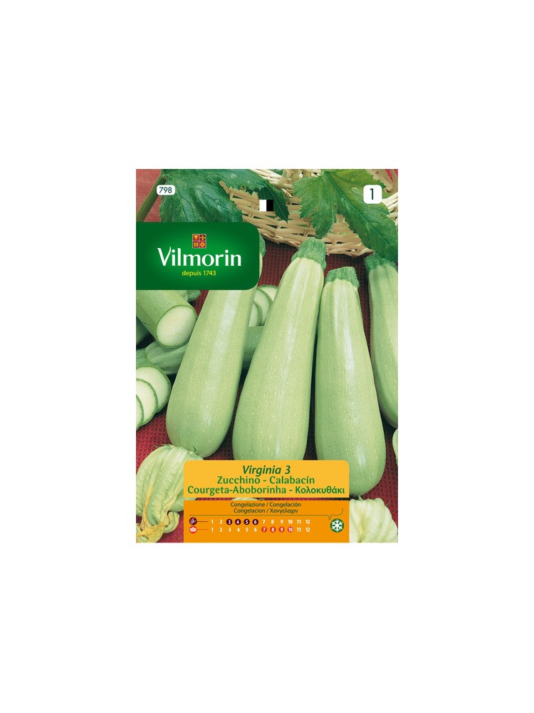 Semillas de Calabacin Virginia Semillas de Calabacin Virginia