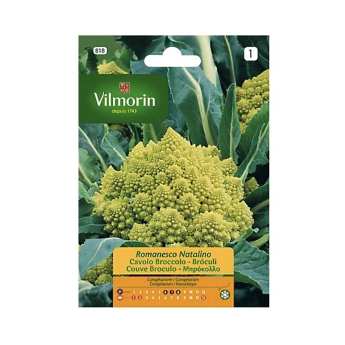 Semillas de Romanesco Natalino