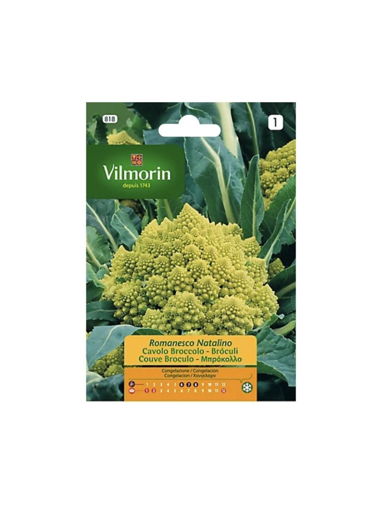 Semillas de Romanesco Natalino