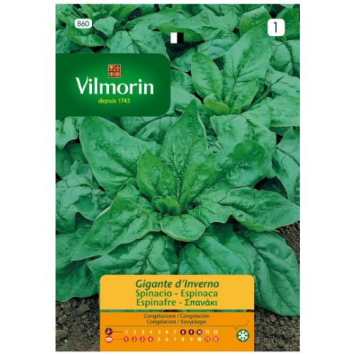 Semillas de Espinaca Gigante de Invierno 25g
