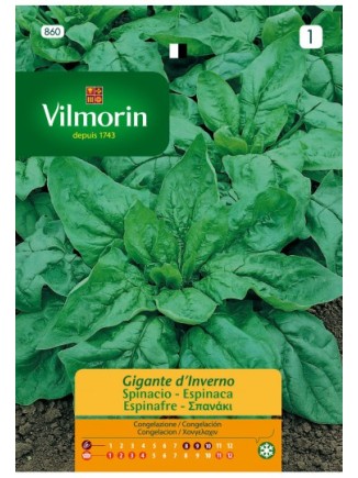 Semillas de Espinaca Gigante de Invierno 25g