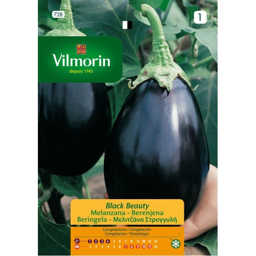 Semillas de Berenjena Black Beauty