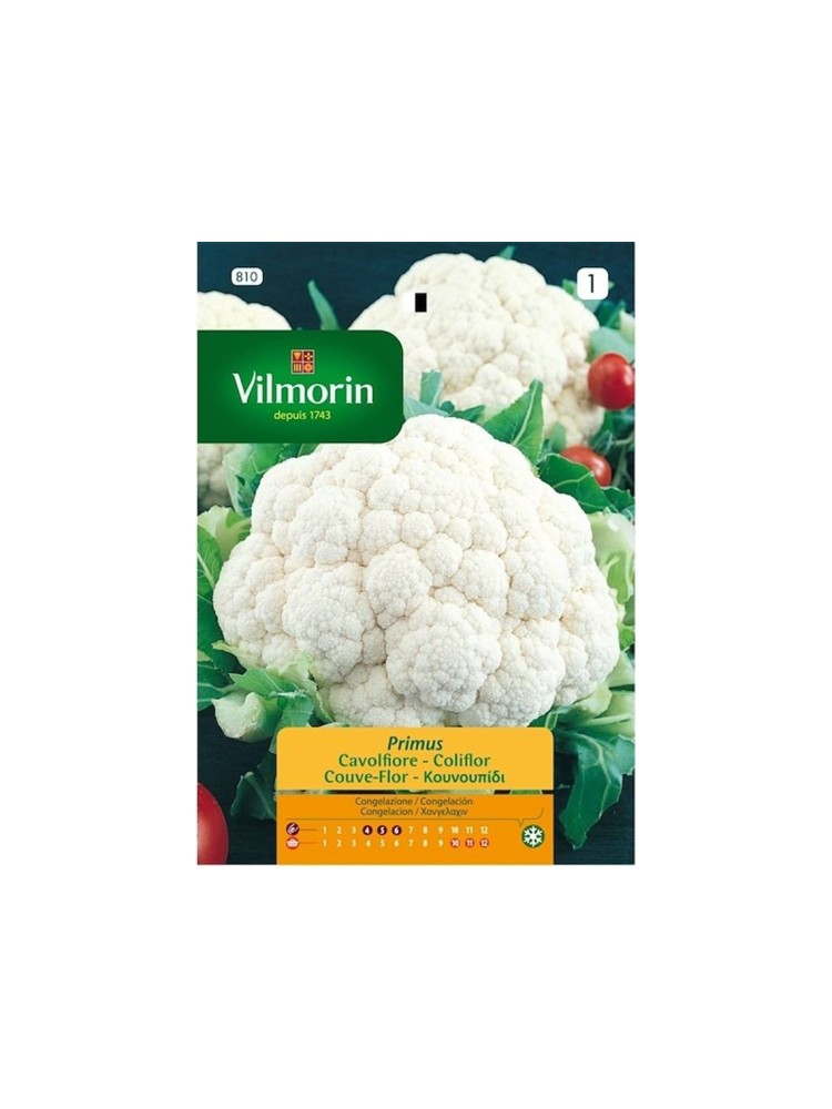 Semillas de Coliflor Primus Semillas de Coliflor Primus