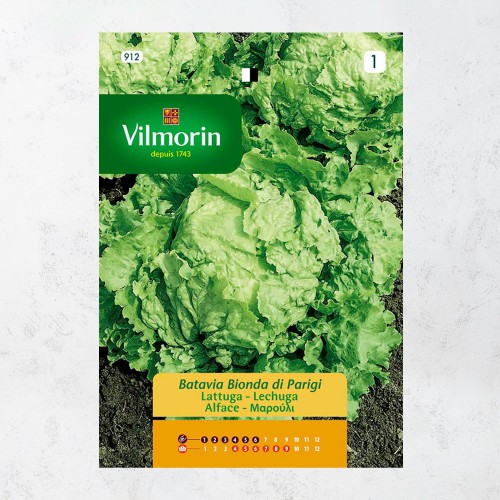 Semillas de Lechuga Batavia Amarilla