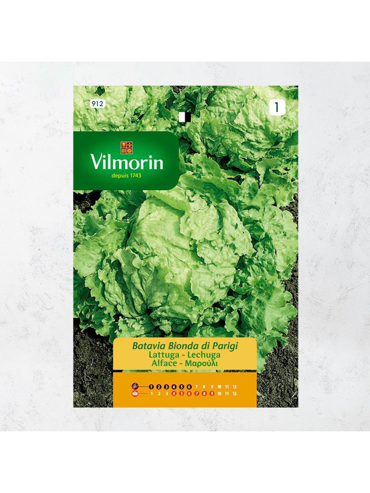 Semillas de Lechuga Batavia Amarilla Semillas de Lechuga Batavia Amarilla