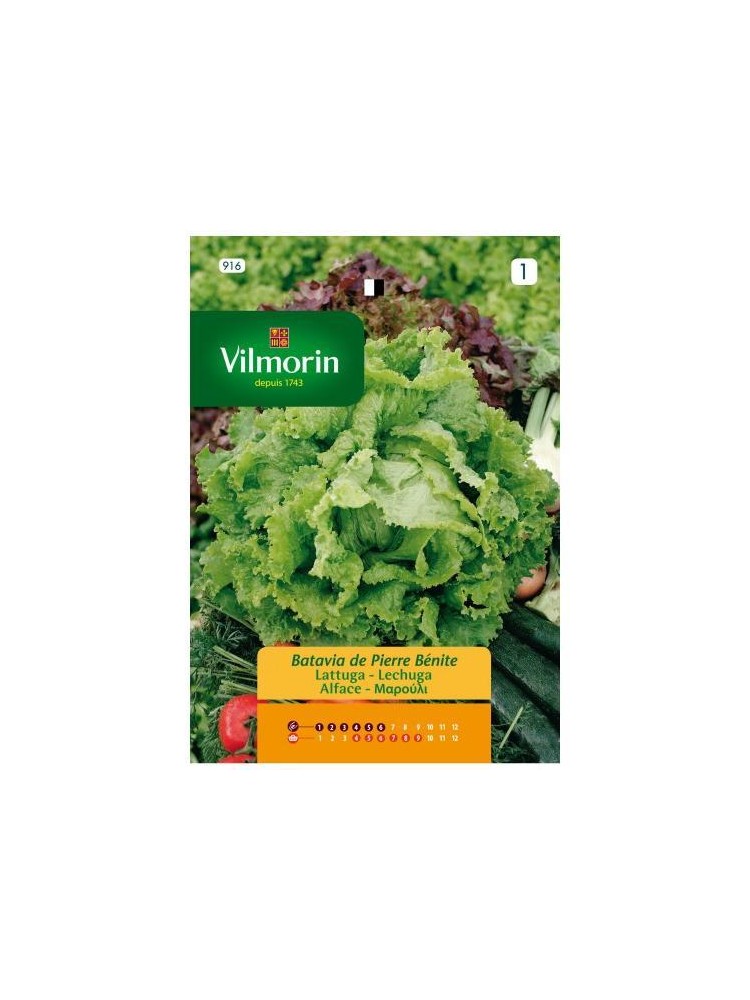 Semillas de Lechuga Batavia de Pierre Semillas de Lechuga Batavia de Pierre